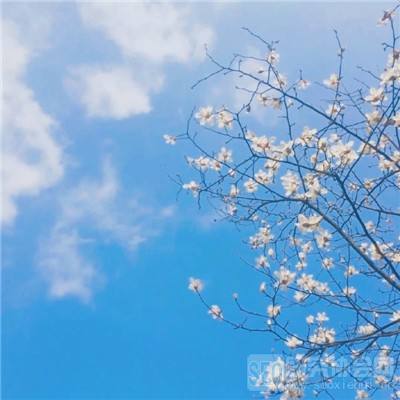 贝博app代言艾弗森下载手机版